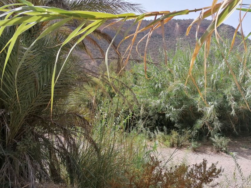 Agadir/Taghazout : Paradise Valley & Sandboarding with Lunch - Tamri tajine and mint tea before the dunes