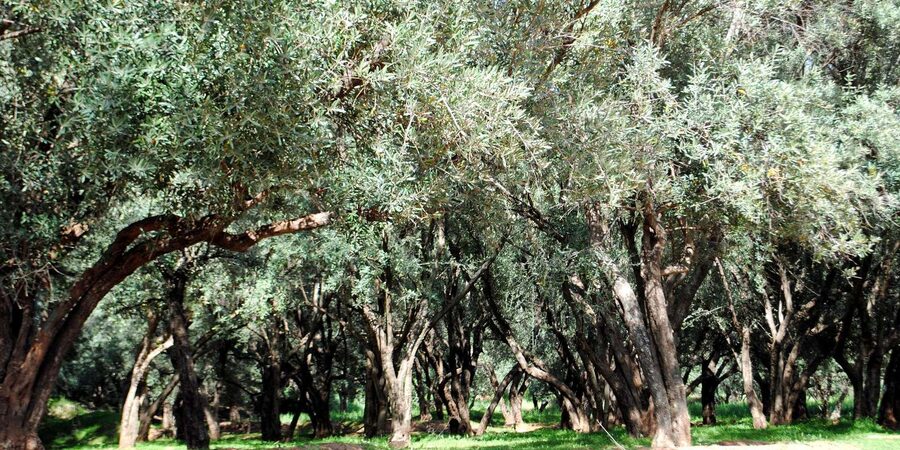 Agadir/Taghazout: Paradise Valley Tour to Atlas Mountains - Swimming, relaxing, or taking the jump