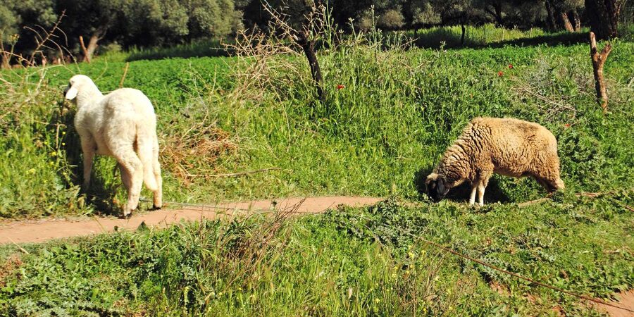 Agadir/Taghazout: Paradise Valley Tour to Atlas Mountains - A botanical garden, honey, and argan oil