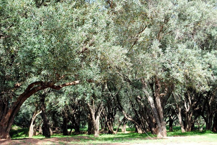 Agadir/Taghazout: Paradise Valley Tour to Atlas Mountains - Food, drinks, and the lunch option