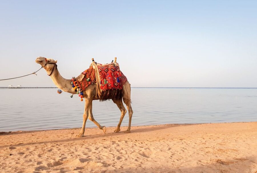 Agadir/Taghazout/Port: Camel Ride Tea & BBQ Option - Who should book this experience?