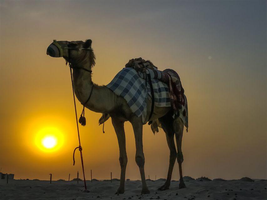 Agadir/Taghazout/Port: Camel Ride Tea & BBQ Option - From Agadir streets to the Souss river