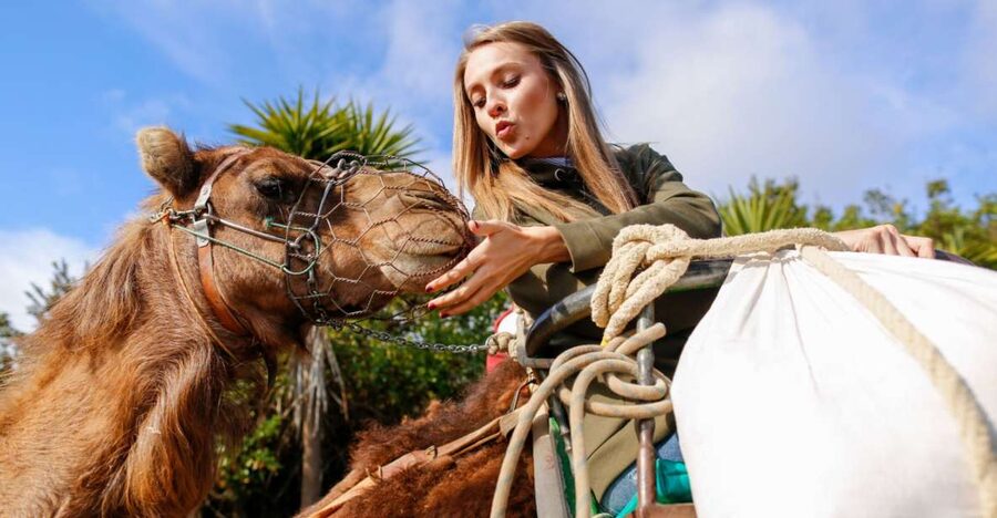 Agadir/Taghazout/Port: Camel Ride Tea & BBQ Option - Photos, group size, and the overall pace