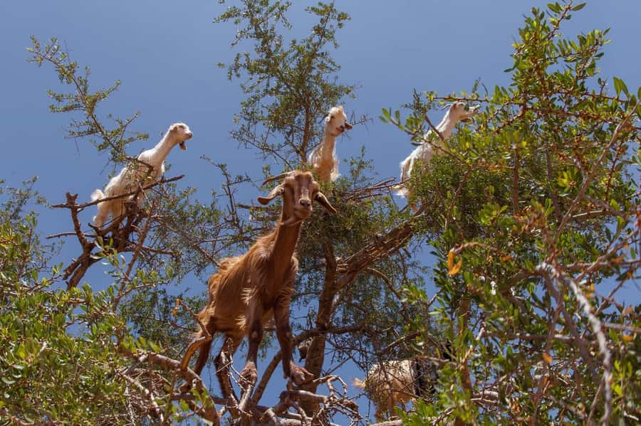 Agadir: Taroudant Oasis and Tiout Day Trip with Lunch Option - What lunch adds to the experience