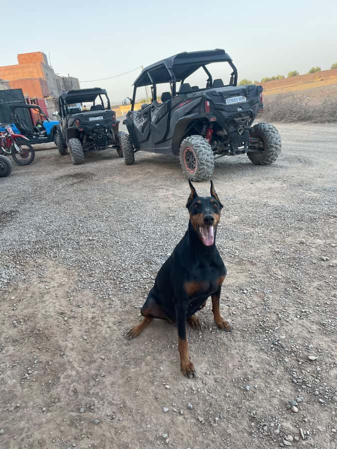 Agafay Desert 4-Seater Buggy Experience | Family & Premium - The staff and guide make a real difference