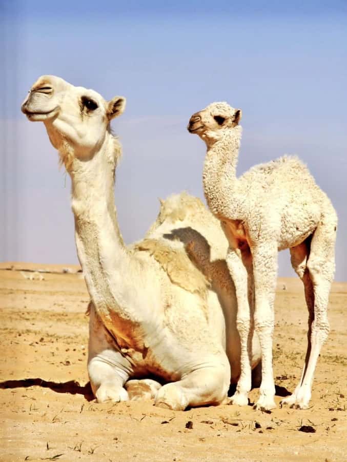 Agafay Desert & Atlas Mountain & Camel Ride Day Trip & Lunch - Berber villages and mountain life