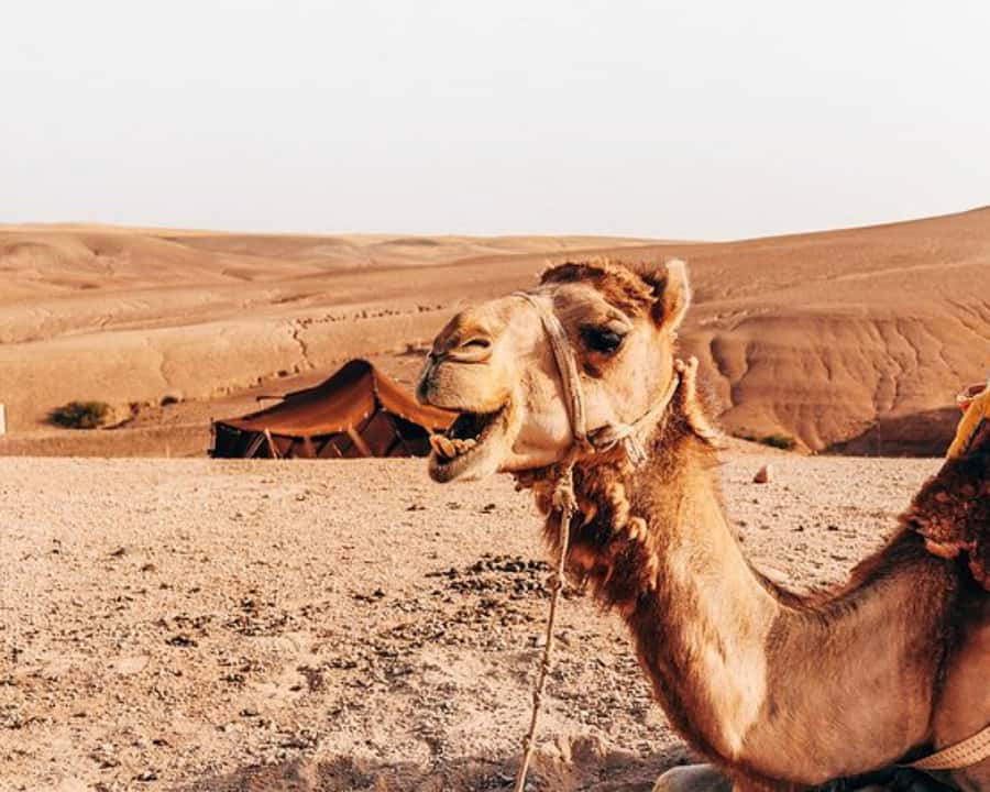 Agafay Desert: Magical Half-Day Lunch with Pool Swim - Who will enjoy this Agafay outing