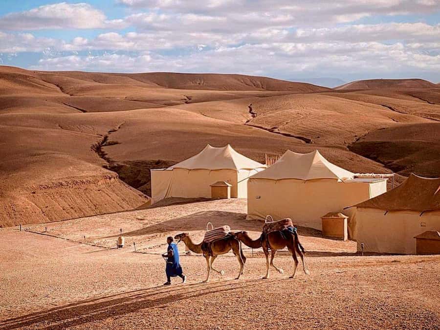 Agafay: Half-Day Rocky Desert Quad & Camel Ride with Lunch - Who should choose this Agafay tour?