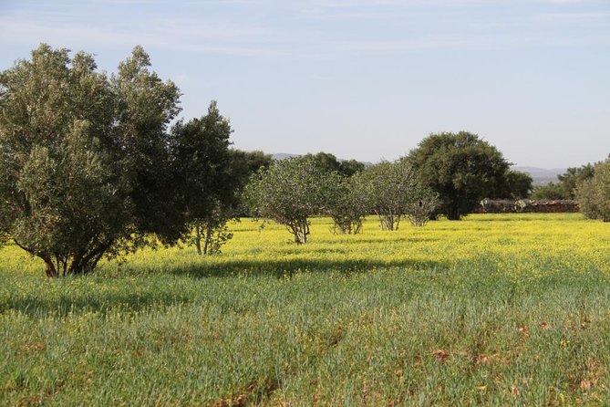 Argan Forest, tea time at a Berbers family & Visit of an Argan cooperative. - A village stop with a 16th-century religious connection