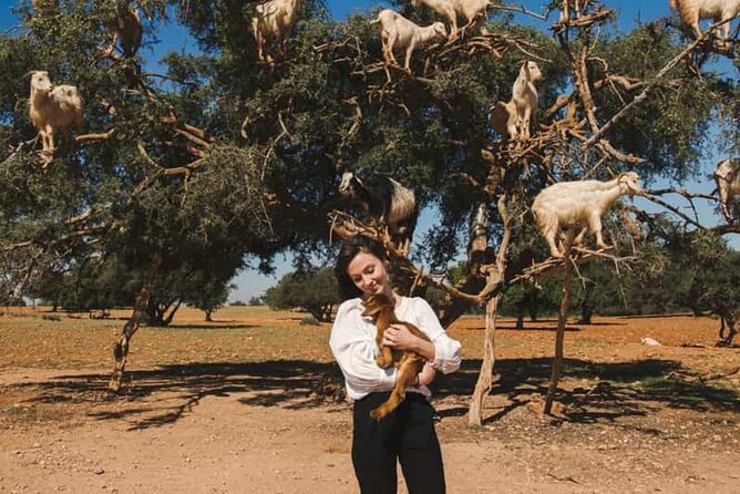 Argan Tree-Climbing Goats Morning Tour From Agadir - Why tree-climbing goats are worth the short trip
