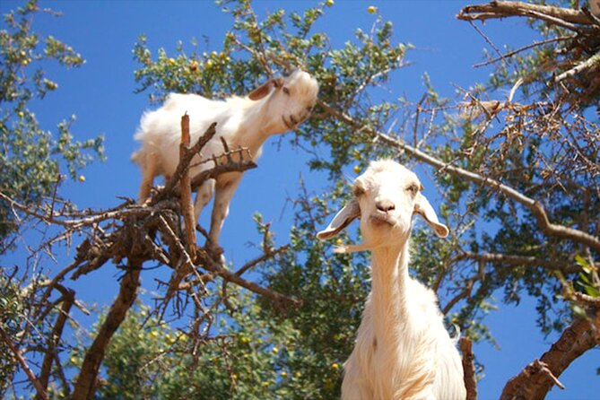 Argan Tree-Climbing Goats Morning Tour From Agadir - Mohammed, Adam, and the guide experience