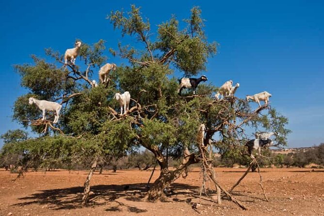 Argan Tree-Climbing Goats Morning Tour From Agadir - Is $20 a fair price?