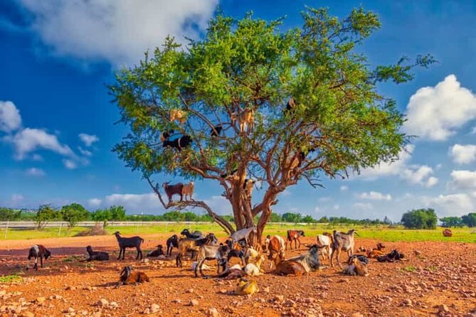 Argan Tree-Climbing Goats Morning Tour From Agadir - Tamait Izder and the practical side of goat watching
