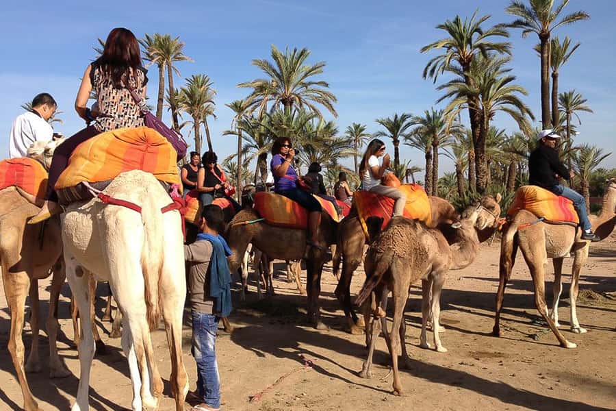 Around Marrakech: Camel Ride in Palm Groves including Tea - Quick facts worth knowing