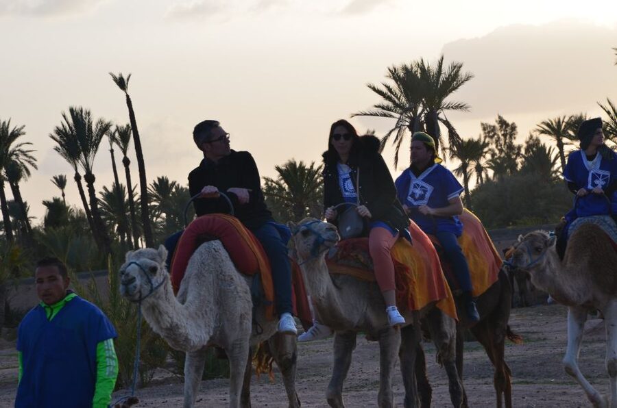 Around Marrakech: Camel Ride in Palm Groves including Tea - Should you book the Marrakech camel ride?