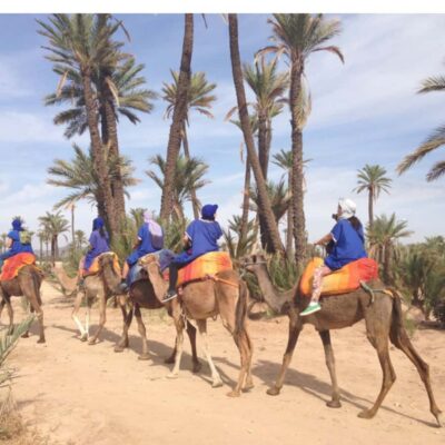 Around Marrakech: Camel Ride in Palm Groves including Tea