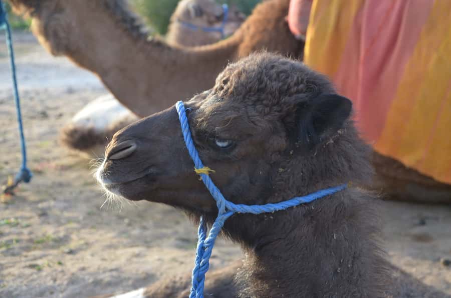 Around Marrakech: Camel Ride in Palm Groves including Tea - Is $47 good value?