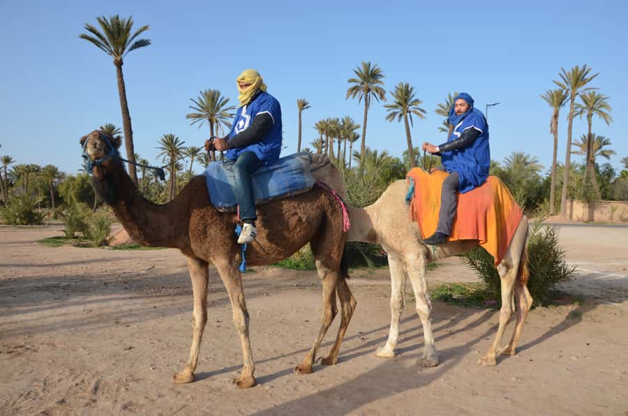 Around Marrakech: Camel Ride in Palm Groves including Tea - Who will enjoy this outing most?
