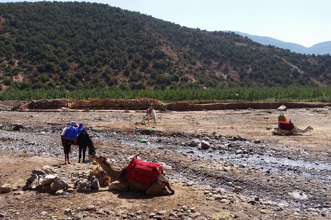Atlas Mountains and Camel ride Day trip, from Marrakech - Tea and bread at the argan oil cooperative