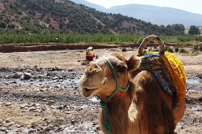 Atlas Mountains and Camel ride Day trip, from Marrakech - Imlil at 1,740 meters