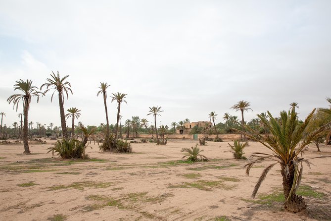 Atlas Mountains Hot Air Balloon Ride from Marrakech with Berber Breakfast and Desert Camel Experience - Landing safely, then settling into a Berber breakfast