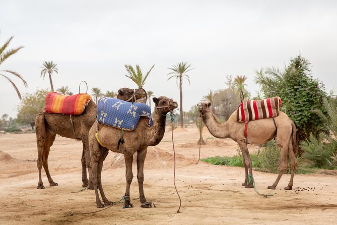 Atlas Mountains Hot Air Balloon Ride from Marrakech with Berber Breakfast and Desert Camel Experience - How the $164.52 price measures up