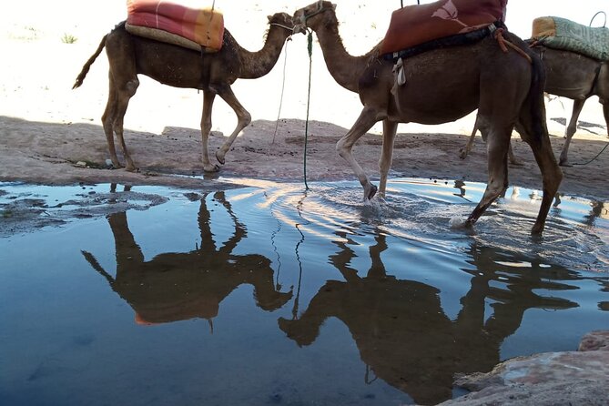 Atlas Mountains ourika valley Guided Tour - Key points to know before you go