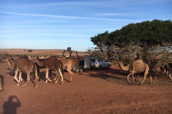 Balloon Flight with Berber Breakfast - Key points at a glance