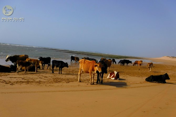 Big dunes and atlantic coast tour 2 HOURS - Gear rental makes packing easier