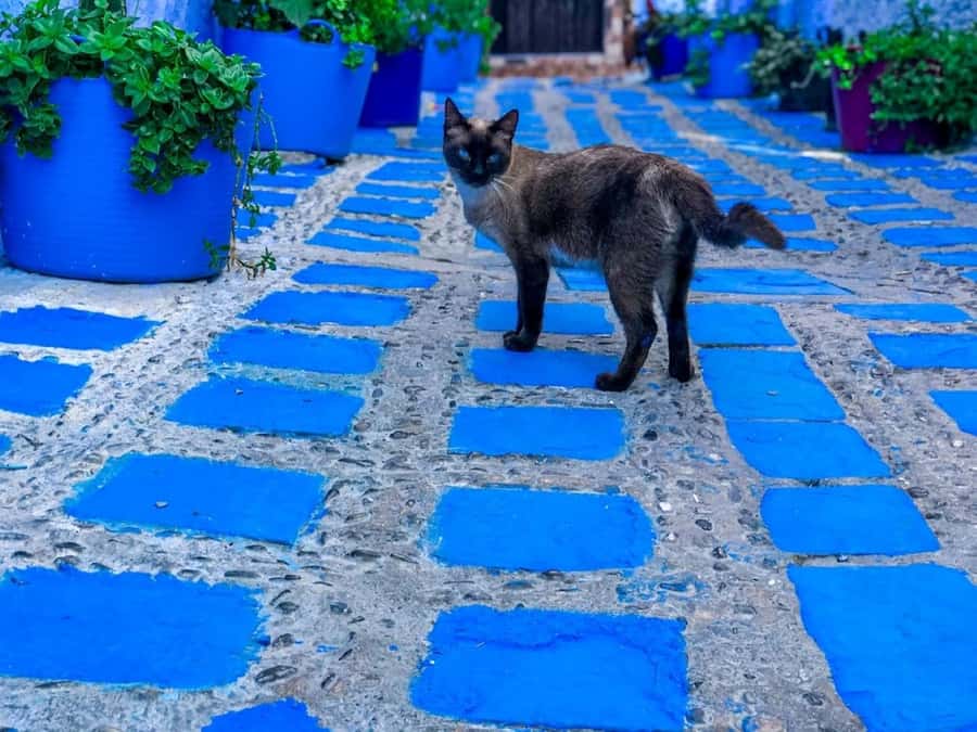Blue City magic: Affordable Day Trip from Fez to Chefchaouen - What this Fez to Chefchaouen trip really is