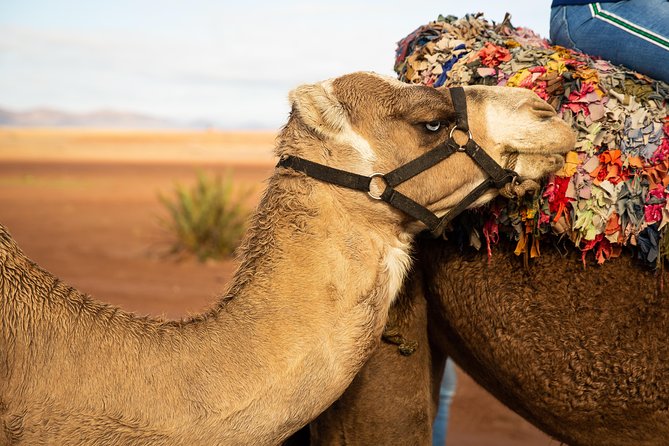 Camel and Quad Biking Tour from Marrakech - Guides, Group Size, and Safety