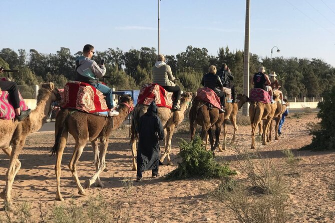 Camel ride in agadir at sunset with barbecue and couscous - Is $34.89 good value in Agadir?