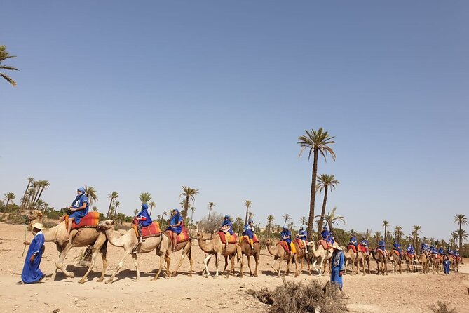Camel ride Marrakech - Is $19.70 good value?