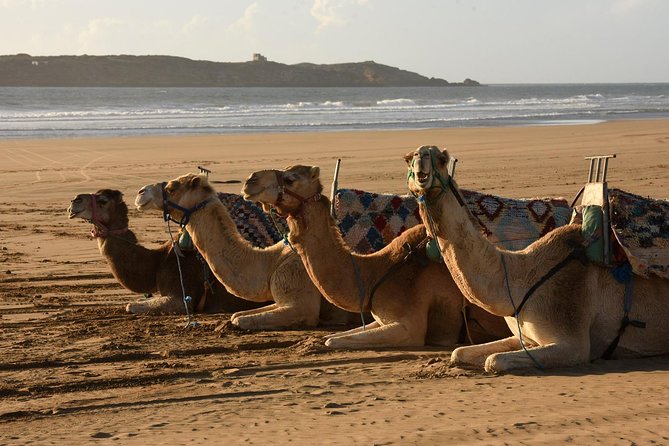 Camel Ride on the Beach of Essaouria - From Essaouira hotel pickup to the beach