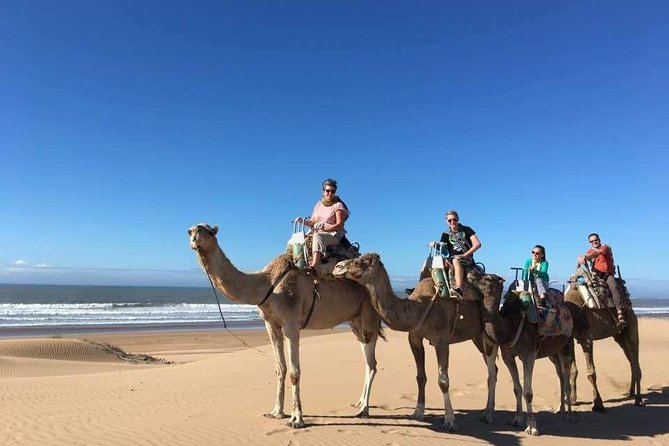 Camel Ride on the Beach of Essaouria - Meeting the dromedaries and settling into the saddle