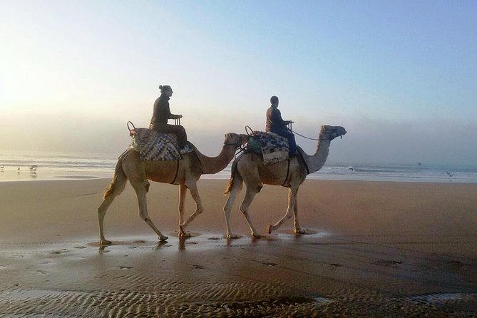 Camel Ride on the Beach of Essaouria - Crossing the eucalyptus and mimosa forest