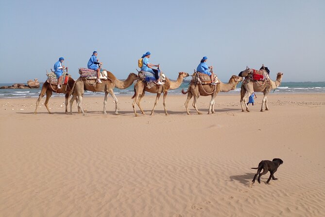 Camel ride or quad bike ride.. pick up, drop off. including - Riding beside the Atlantic beach