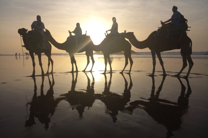 Camel ride or quad bike ride.. pick up, drop off. including - Oued Ksob and the birdlife near Diabat