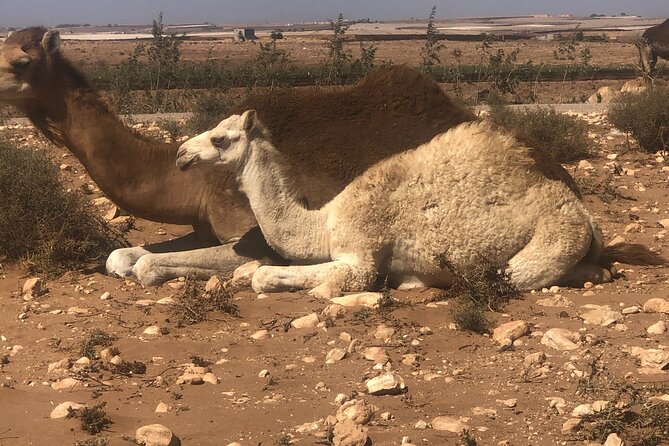 Camel Riding Agadir - Hotel pickup makes the morning simpler