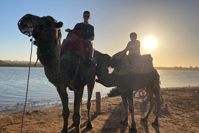 Camel Riding Agadir - Flamingos and rare birds along the Souss Massa River