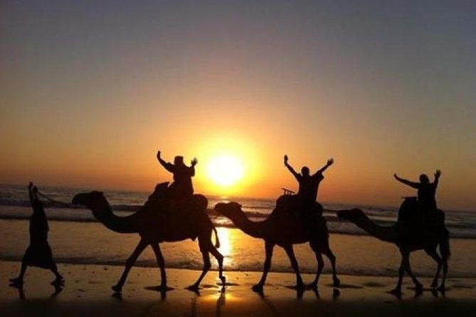 Camel Riding Agadir - Through the eucalyptus forest toward the river