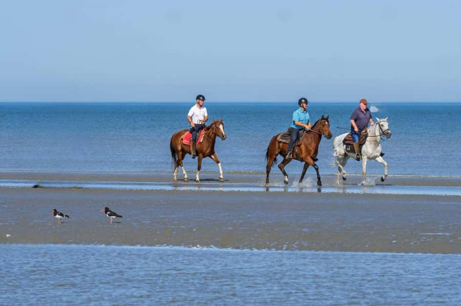Casablanca: Beach Horseback Riding with Hotel Transfers - One hour beside the waves