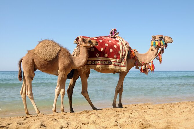 Casablanca to Tangier Day Trip By High-Speed Train and Camel Ride - The American Legation and Tangier’s international identity