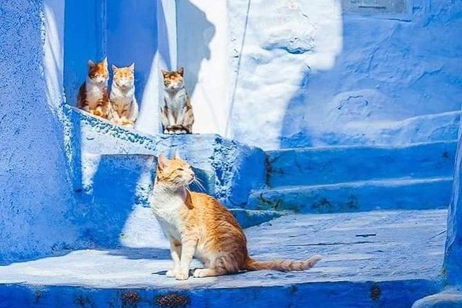 Chefchaouen Day Trip! The Blue Pearl - Blue lanes, photo stops, and time to wander