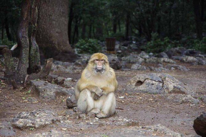 day trip from fez to middle atlas mountain - Dait Aoua Lake and its wooded hills