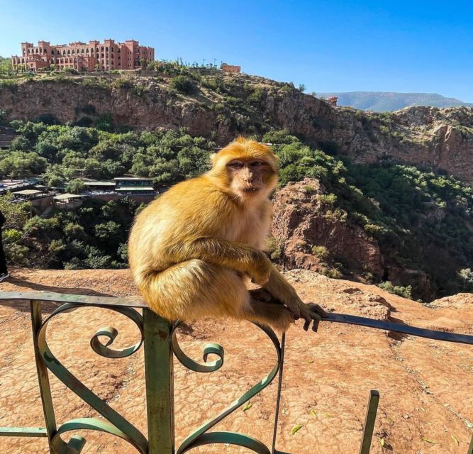 Day trip from Marrakech to Ouzoud Waterfalls - Lunch at a Berber restaurant