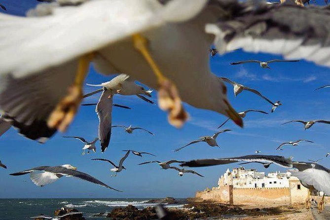 Day trip to Essaouira the portuguese town from Agadir or Taghazout - Entering Essaouira through its old city