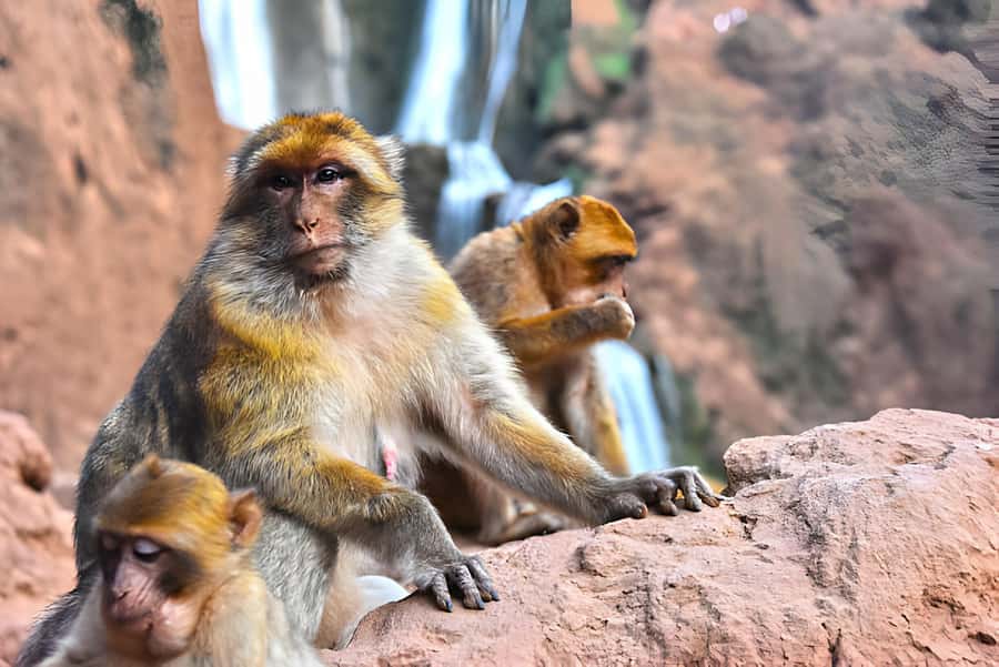 Day Trip To Ouzoud Waterfalls (Guide Hik & Boat option) - The long road to North Africa’s tallest falls