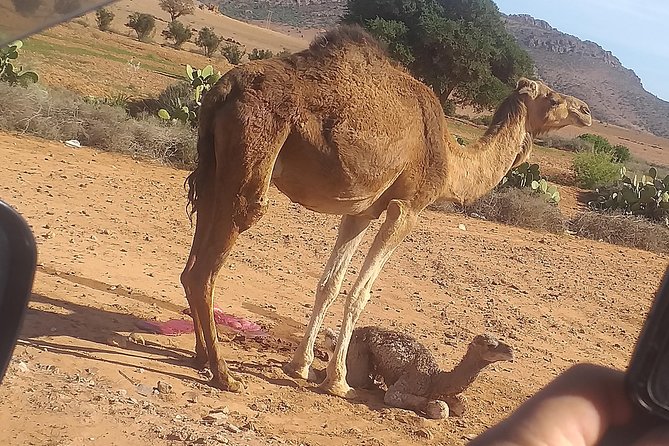 Desert and Wild Beach Day Trip with Meal - Who will enjoy this day most