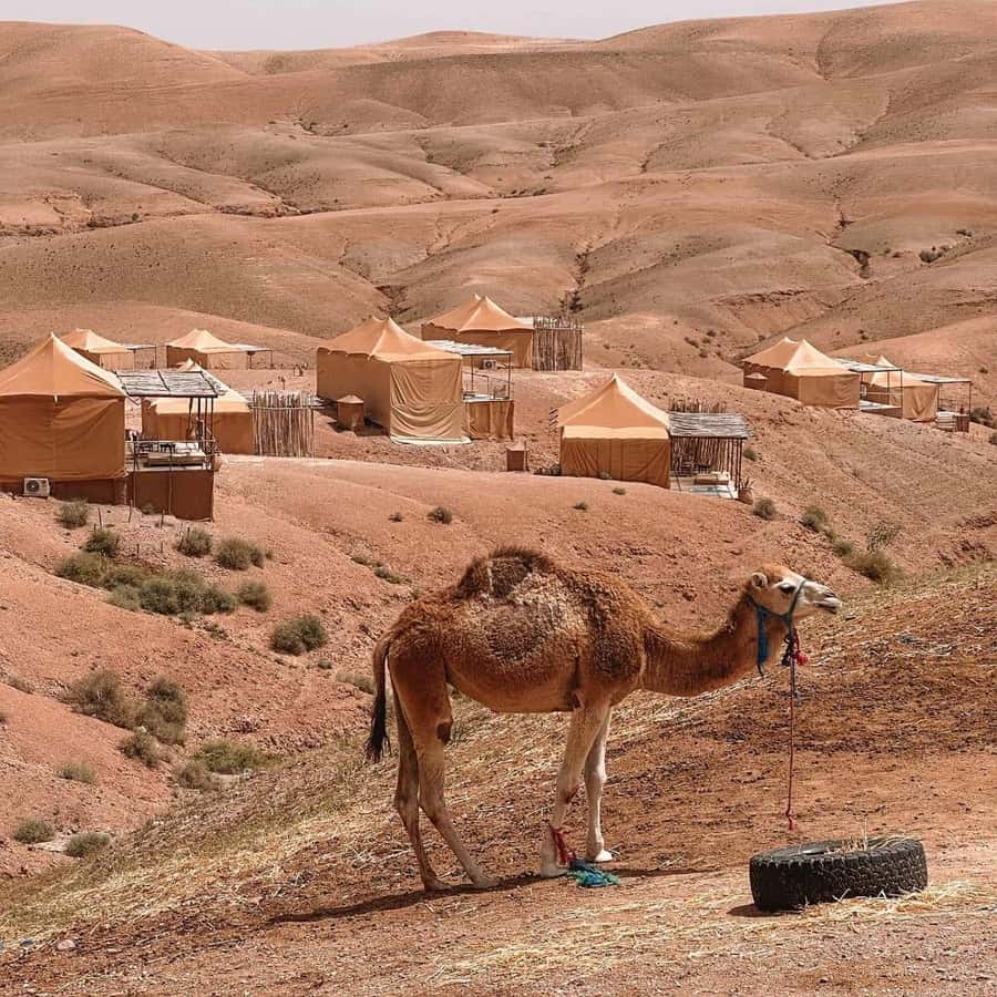Desert night : ATV, Camel Trek sunset views & Dinner show - Sunset is the evening’s best natural show